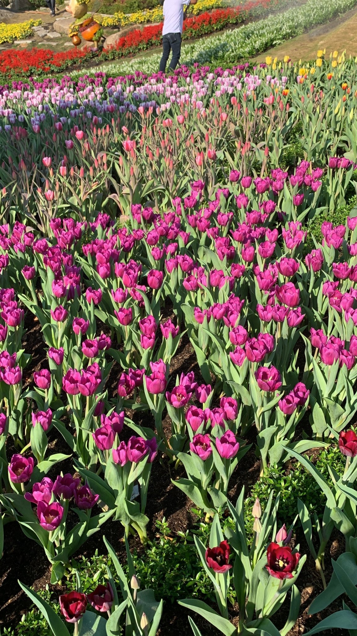 Hoa ngày Tết trên Núi Bà Đen